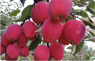 Fuji Apple