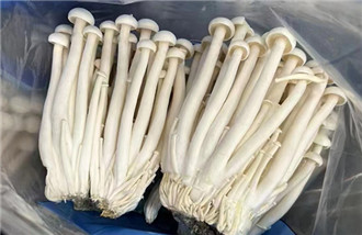 seafood mushroom